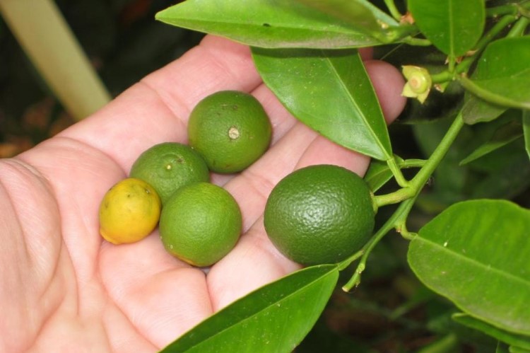 quand faut il enlever les citrons d'un citronnier éclaircir un citronnier comment