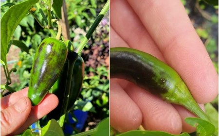 quand le poivron change de couleur pourriture apicale tester niveau calcium sol
