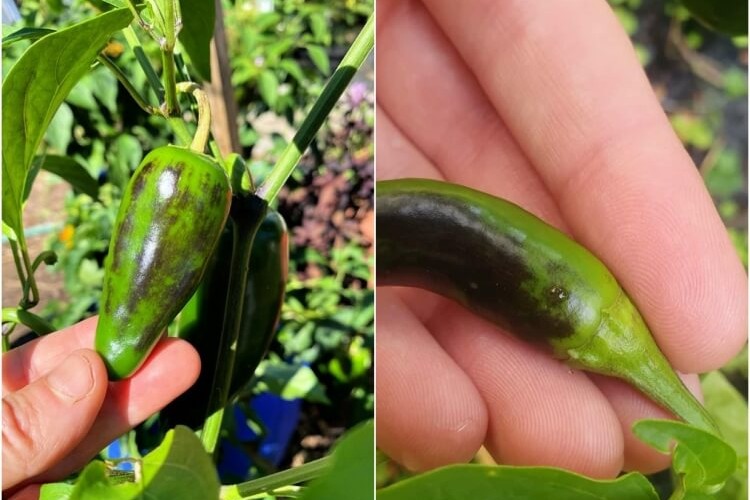 quand le poivron change de couleur pourriture apicale tester niveau calcium sol