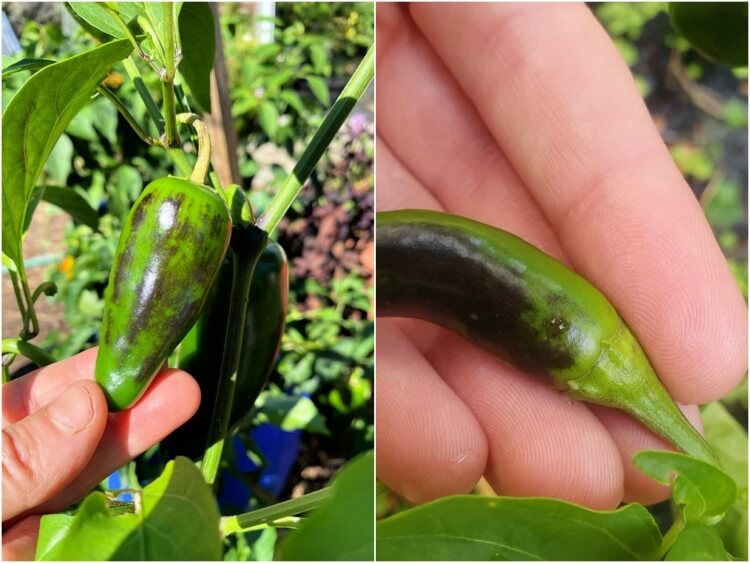quand le poivron change de couleur pourriture apicale tester niveau calcium sol