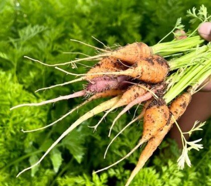 quand les carottes sont prêtes compter deux mois après plantation carottes bébés