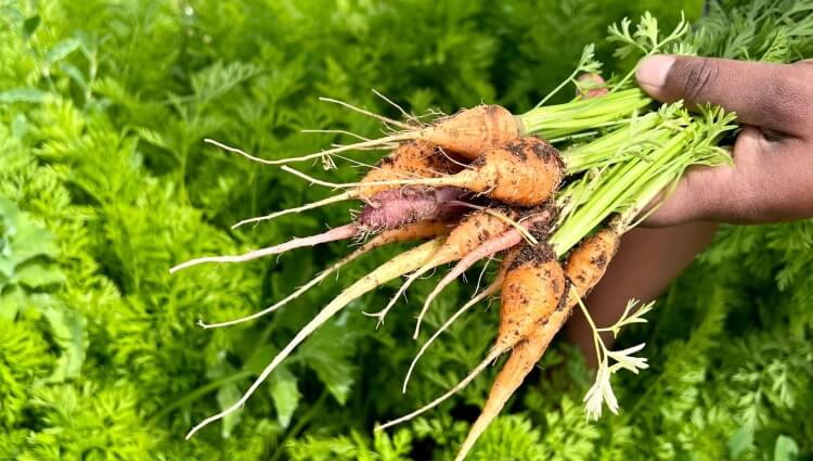 quand les carottes sont prêtes compter deux mois après plantation carottes bébés