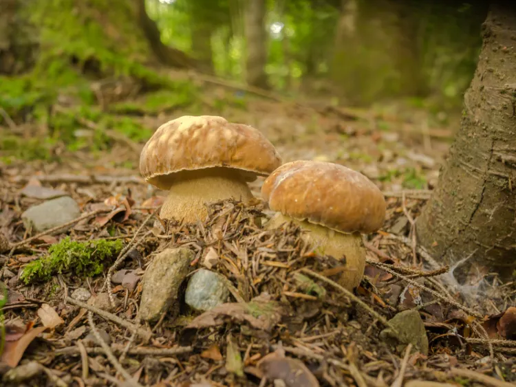 quand poussent les cèpes d'été 2023