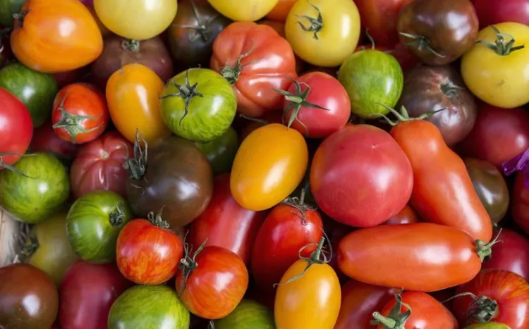 quand récolter les différents types de tomates 2023