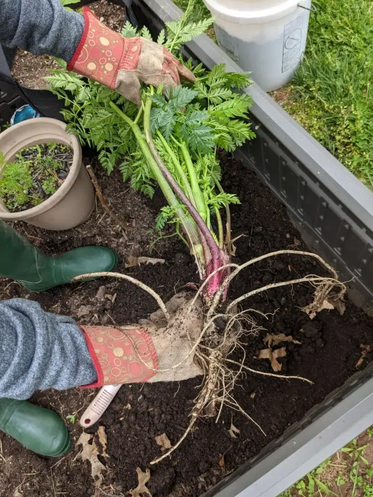 quand retirer les carottes trois mois rester sol maturité avant récolter