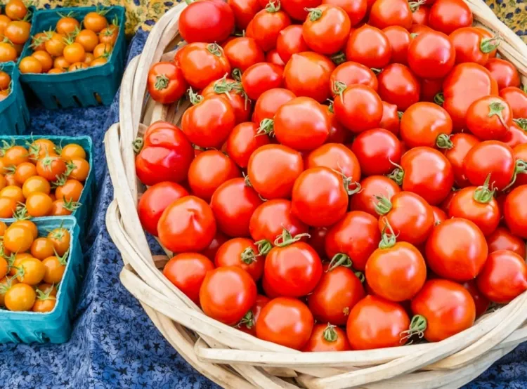 que cuisiner en août grande diversification recettes estivales tomates