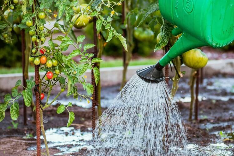 que faire au jardin pendant la canicule arroser couche supérieure rendre gluant