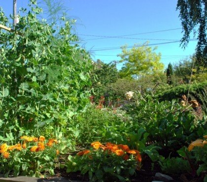 que planter à côté des concombres fleurs orange repoussant insectes nuisibles