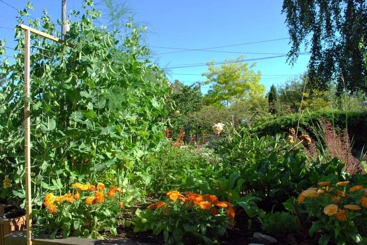 que planter à côté des concombres fleurs orange repoussant insectes nuisibles