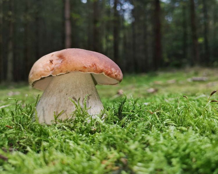 quel champignon en juillet