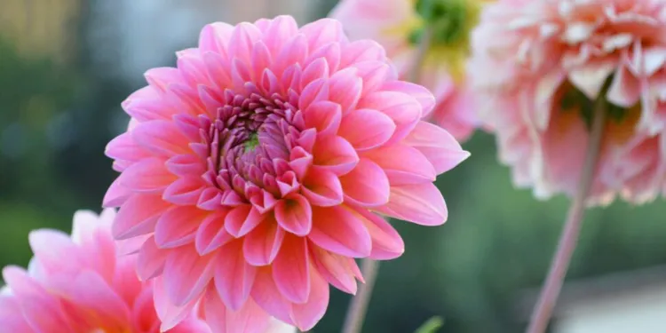 quel emplacement pour les dahlias 2023