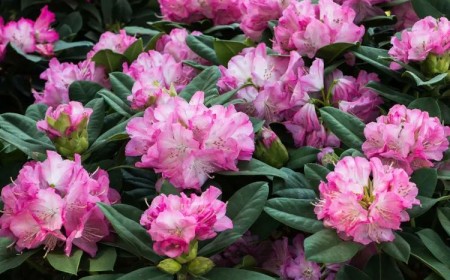 quel insecte mange les feuilles de rhododendron
