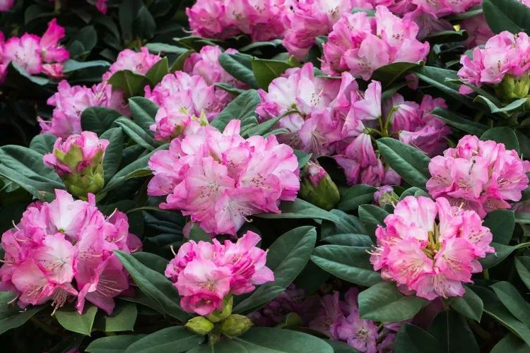 quel insecte mange les feuilles de rhododendron