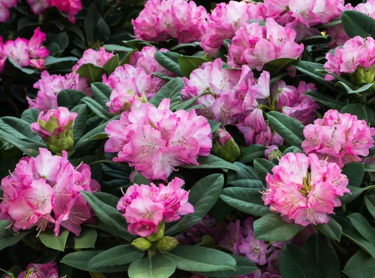 quel insecte mange les feuilles de rhododendron