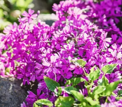 quelle plante pour empêcher les mauvaises herbes de pousser phlox plantes désherbantes