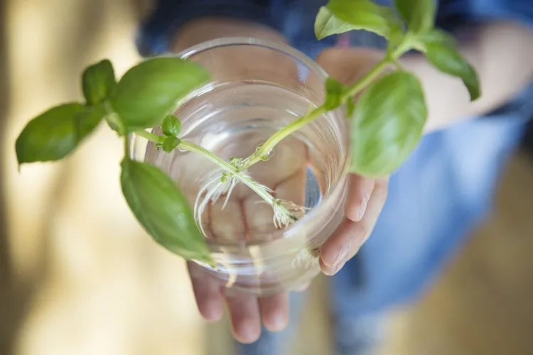 quelles plantes jardin potager bouturer dans l'eau comment faire une bouture dans un verre basilic tomates