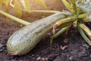quelles sont les choses que les courgettes détestent le plus