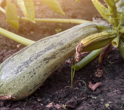 quelles sont les choses que les courgettes détestent le plus