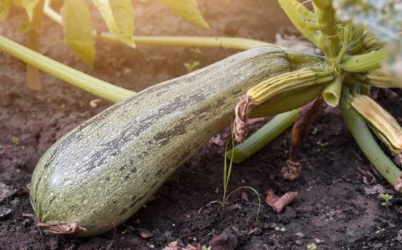 quelles sont les choses que les courgettes détestent le plus