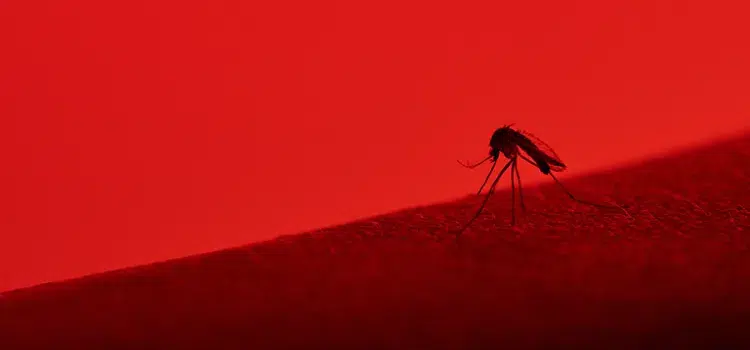 quelles sont les couleurs qui attirent les moustiques quelles les repoussent