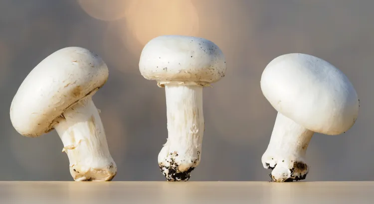 quels sont les bienfaits des champignons de paris