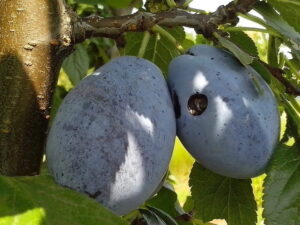 ravageurs jardin que faire combattre les vers dans les prunes carpocapse prunier