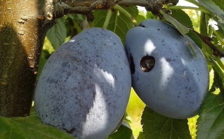 ravageurs jardin que faire combattre les vers dans les prunes carpocapse prunier