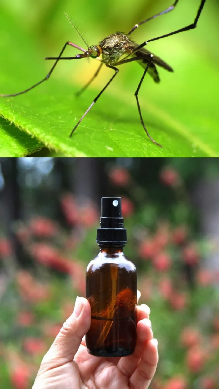 recette spray répulsif anti moustique maison naturel huiles végétales essentielles pour éviter les piqûres en été