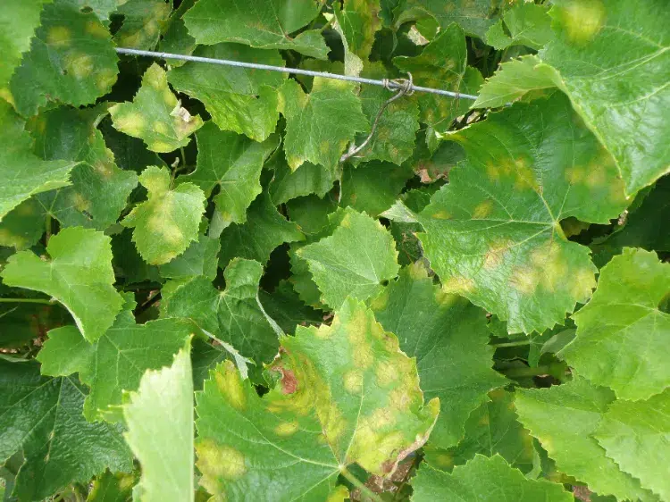reconnaitre maladie du raisin feuilles mildiou plasmopara viticola