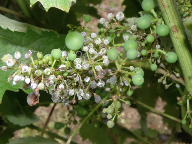 reconnaitre maladies grappes de raisin feuilles mildiou plasmopara viticola