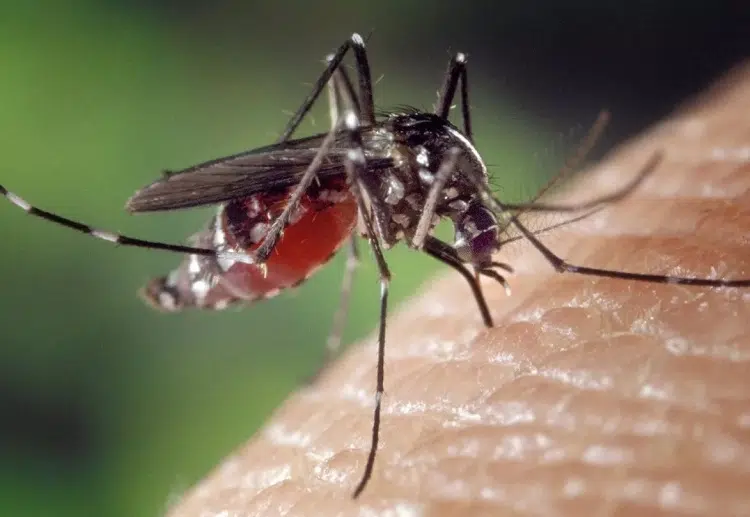 se protéger des moustiques naturellement