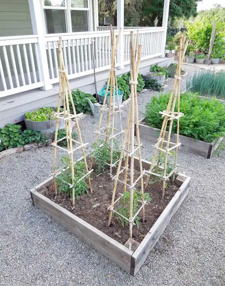 structure en tipi pour tomates