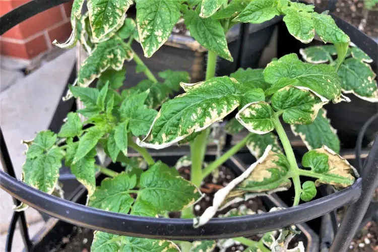 taches blanches sur les feuilles des tomates brulure solaire quel traitement