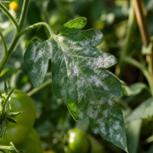 taches blanches sur les feuilles des tomates maladie fongique oidium qu faire
