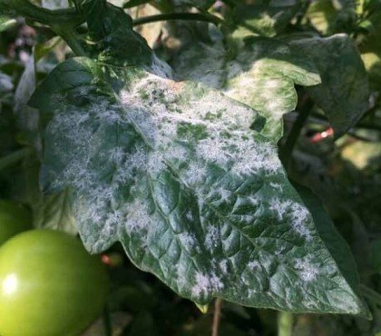 taches blanches sur les feuilles des tomates maladie fongique oidium qu faire