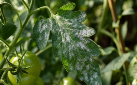 taches blanches sur les feuilles des tomates maladie fongique oidium qu faire