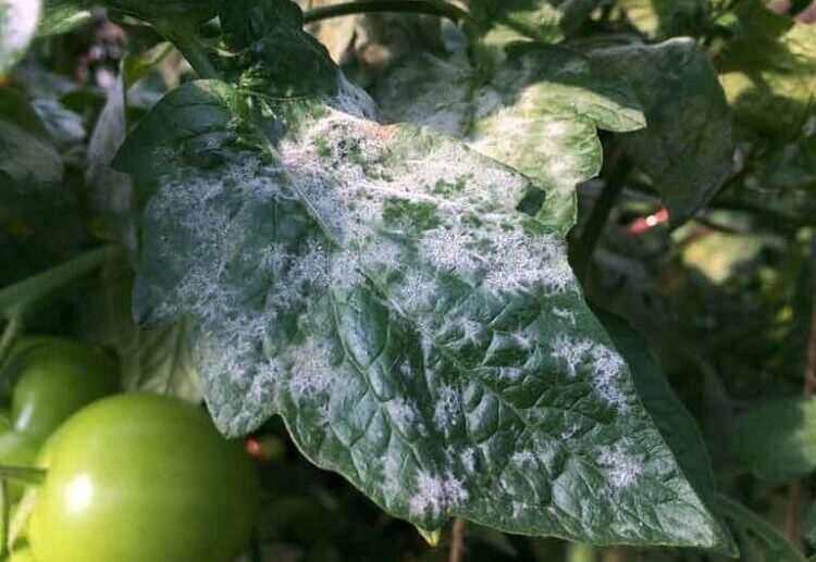 taches blanches sur les feuilles des tomates maladie fongique oidium qu faire