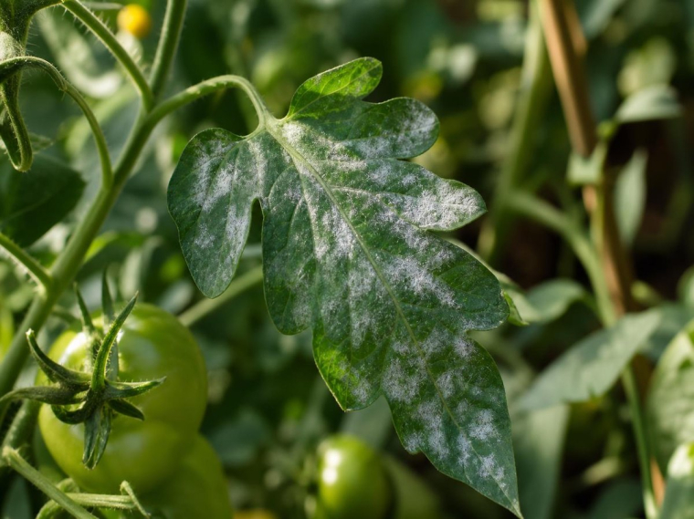 taches blanches sur les feuilles des tomates maladie fongique oidium qu faire