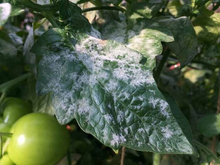 taches blanches sur les feuilles des tomates maladie fongique oidium qu faire