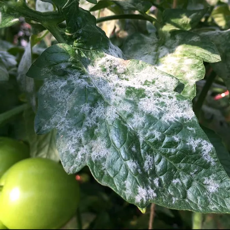 taches blanches sur les feuilles des tomates maladies fongiques oidium