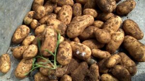 taches noires sur les pommes de terre