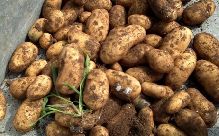 taches noires sur les pommes de terre