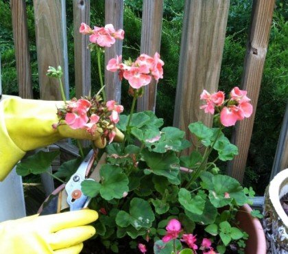 tailler les géraniums en été ou pas entretien simple floraison éclatante donner forme compacte