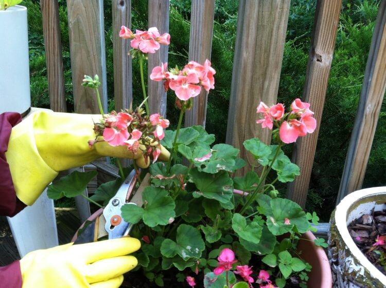 tailler les géraniums en été ou pas entretien simple floraison éclatante donner forme compacte