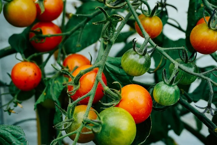 technique comment faire mûrir les tomates plus rapidement sur un pied extérieur jardin potager