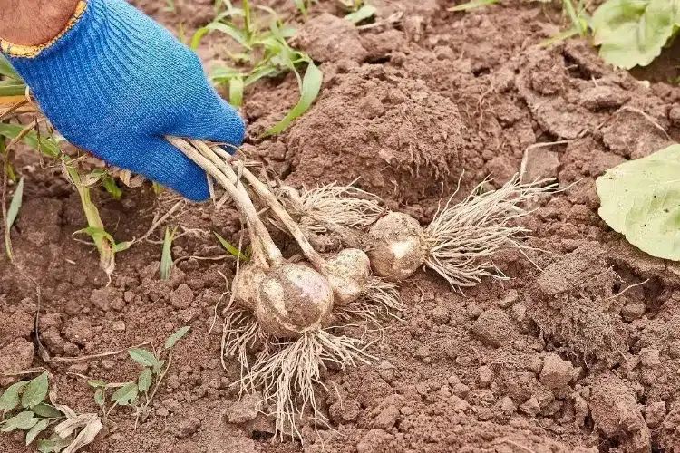 techniques pour récolter l'ail 2023