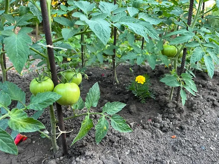 tomates qui ne poussent pas erreurs à éviter tuteurer vos tomates comment et pourquoi attacher les plants de tomates