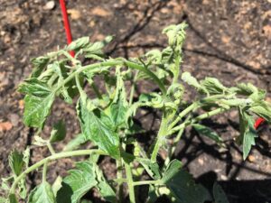 tomates qui ne poussent pas n'ont pas de fleurs fruits que faire erreurs culture tomates astuces pour booster les semis et les plants de tomate