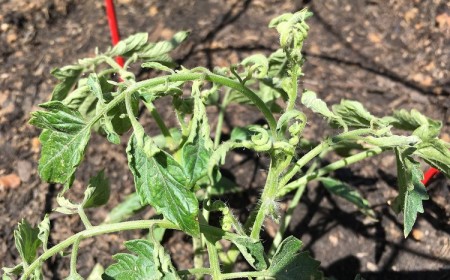 tomates qui ne poussent pas n'ont pas de fleurs fruits que faire erreurs culture tomates astuces pour booster les semis et les plants de tomate