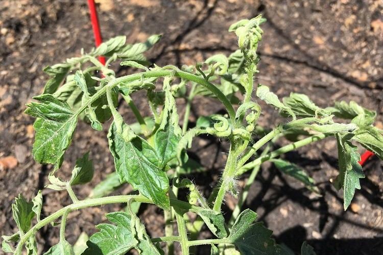 tomates qui ne poussent pas n'ont pas de fleurs fruits que faire erreurs culture tomates astuces pour booster les semis et les plants de tomate